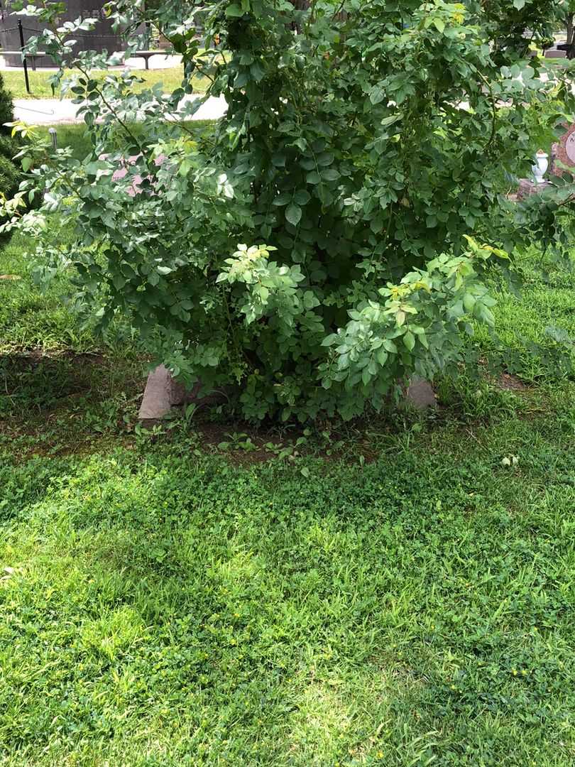 Nadine R. Sage's grave. Photo 2